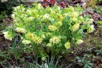 Helleborus hybridus 'Golden Lotus' - Image 2