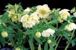 Helleborus hybridus 'Golden Lotus' - Image 3