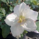 Helleborus hybridus 'White Magic'