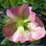 Helleborus orientalis 'Empathy'