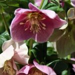 Helleborus orientalis 'Pink'