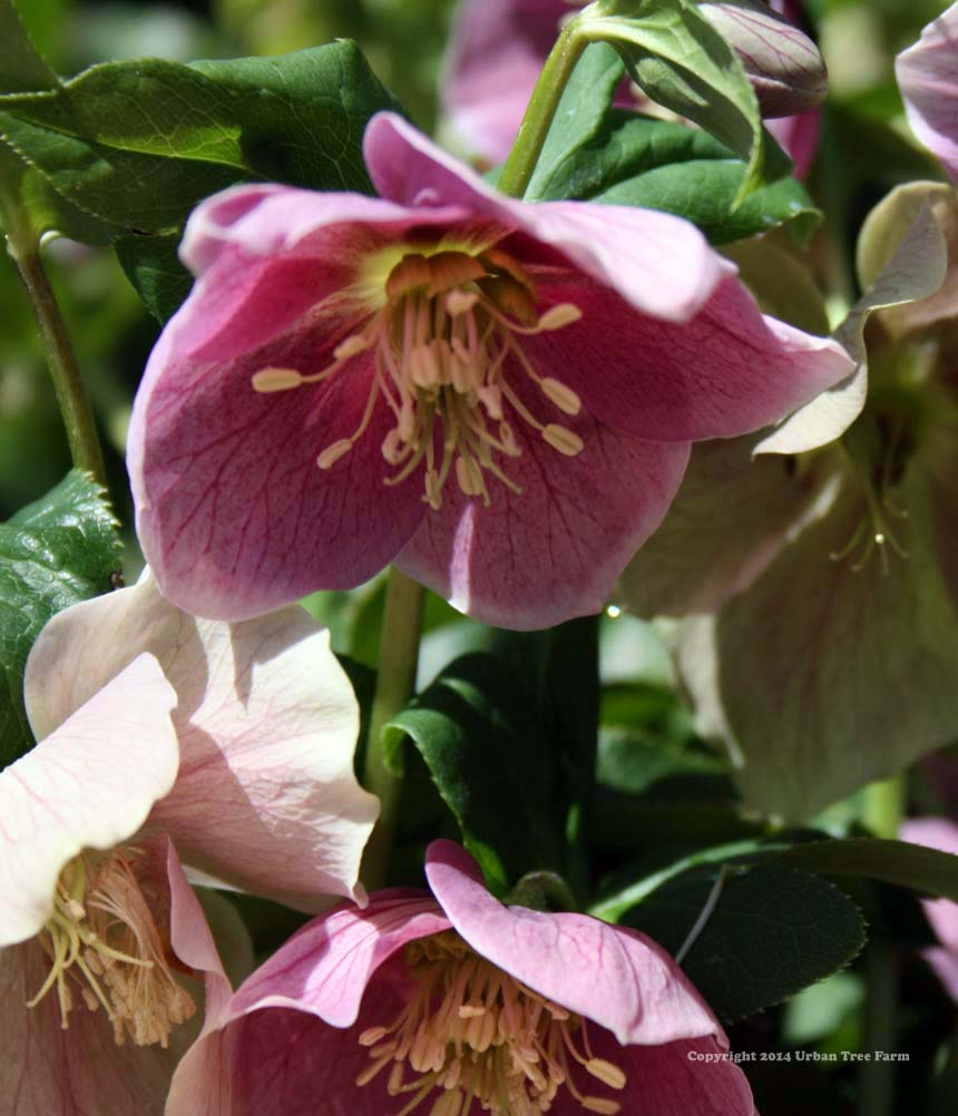Helleborus-orientalis-Pink Helleborus orientalis 'Pink' - Image 1