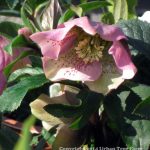 Helleborus orientalis 'Sympathy'