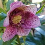 Helleborus orientalis 'Tutu'