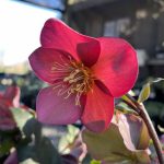 Helleborus x 'Ice-n-Roses Rose'