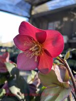 Helleborus x 'Ice-n-Roses Rose'