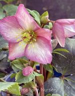 Helleborus x 'Ice-n-Roses Rose' - Image 2