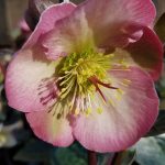 Helleborus x 'Penny's Pink'