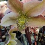 Helleborus x 'Winter Sunshine'