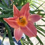 Hemerocallis 'Cordon Rouge'