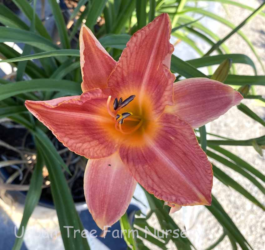 Hemerocallis-Cordon-Rouge Hemerocallis 'Cordon Rouge' - Image 1