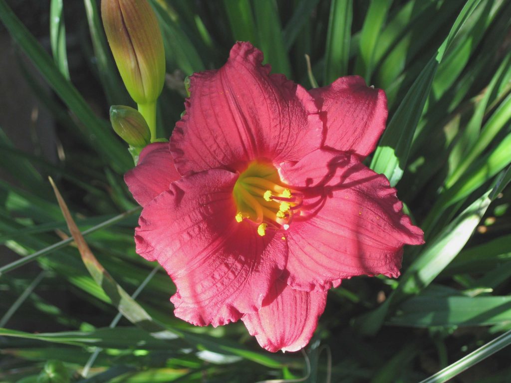 Hemerocallis 'Cranberry Baby' Urban Tree Farm Nursery