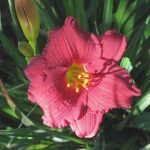 Hemerocallis 'Cranberry Baby'