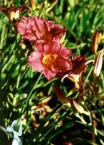 Hemerocallis 'Cranberry Baby' - Image 2