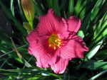 Hemerocallis 'Cranberry Baby' - Image 3