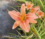 Hemerocallis 'Evening Gown'