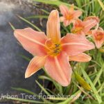 Hemerocallis 'Evening Gown'