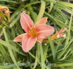 Hemerocallis 'Evening Gown' - Image 2