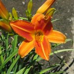 Hemerocallis 'Flasher'