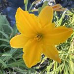 Hemerocallis 'Gertrude Condon'
