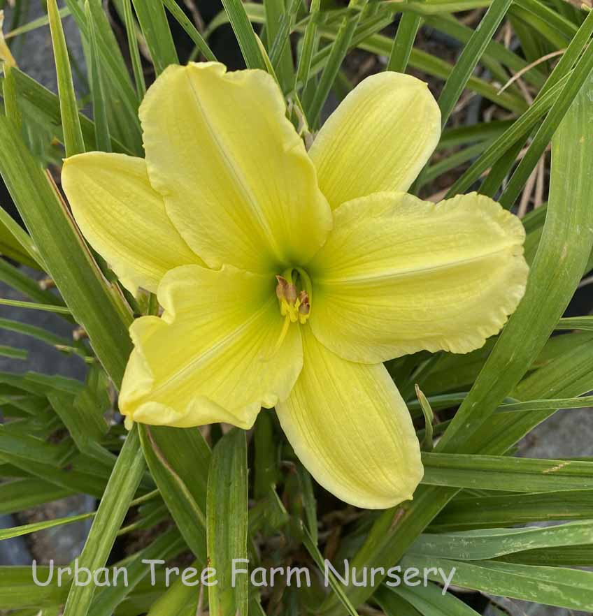 Hemerocallis-Irish-Glory Hemerocallis 'Irish Glory' - Image 1