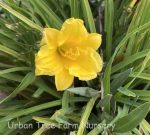 Hemerocallis 'Little Miss Sunshine'