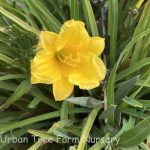 Hemerocallis 'Little Miss Sunshine'