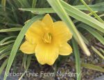 Hemerocallis 'Little Miss Sunshine' - Image 2