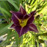 Hemerocallis 'Mary Reed'