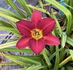 Hemerocallis 'Pardon Me'