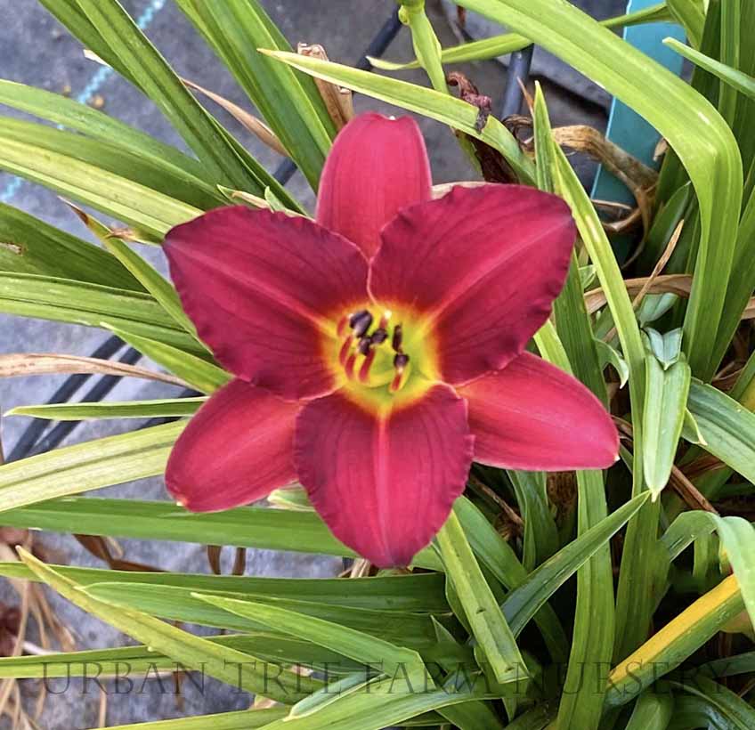 Hemerocallis-Pardon-Me-a Hemerocallis 'Pardon Me' - Image 1