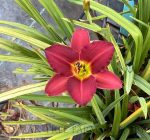 Hemerocallis 'Pardon Me' - Image 2