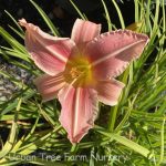Hemerocallis 'Prairie Belle'