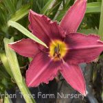 Hemerocallis 'Russian Rhapsody'