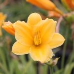 Hemerocallis 'Stella De Oro'