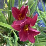 Hemerocallis 'Wine Delight'