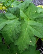 Heracleum lanatum