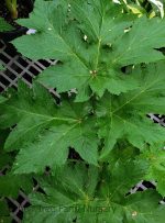 Heracleum lanatum - Image 2