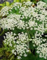 Heracleum lanatum - Image 3