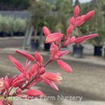 Hesperaloe parviflora