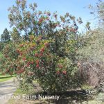 Heteromeles arbutifolia