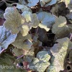 Heuchera micrantha 'Palace Purple'