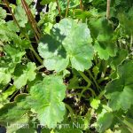 Heuchera sanguinea 'Firefly'