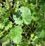 Heuchera sanguinea 'Firefly'