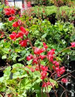 Heuchera sanguinea 'Firefly' - Image 2