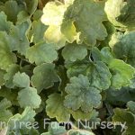 Heuchera sanguinea 'Ruby Bells'