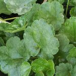 Heuchera sanguinea 'Splendens'