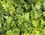 Heuchera villosa 'Carnival Limeade'