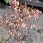 Heuchera villosa 'Carnival Limeade' - Image 2