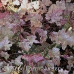 Heuchera villosa 'Carnival Plum Crazy'